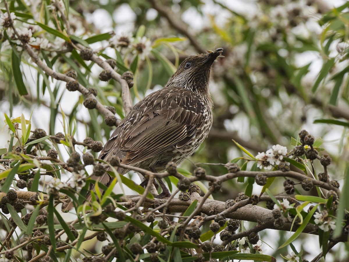 Медолюб-сережник східний - ML646741548