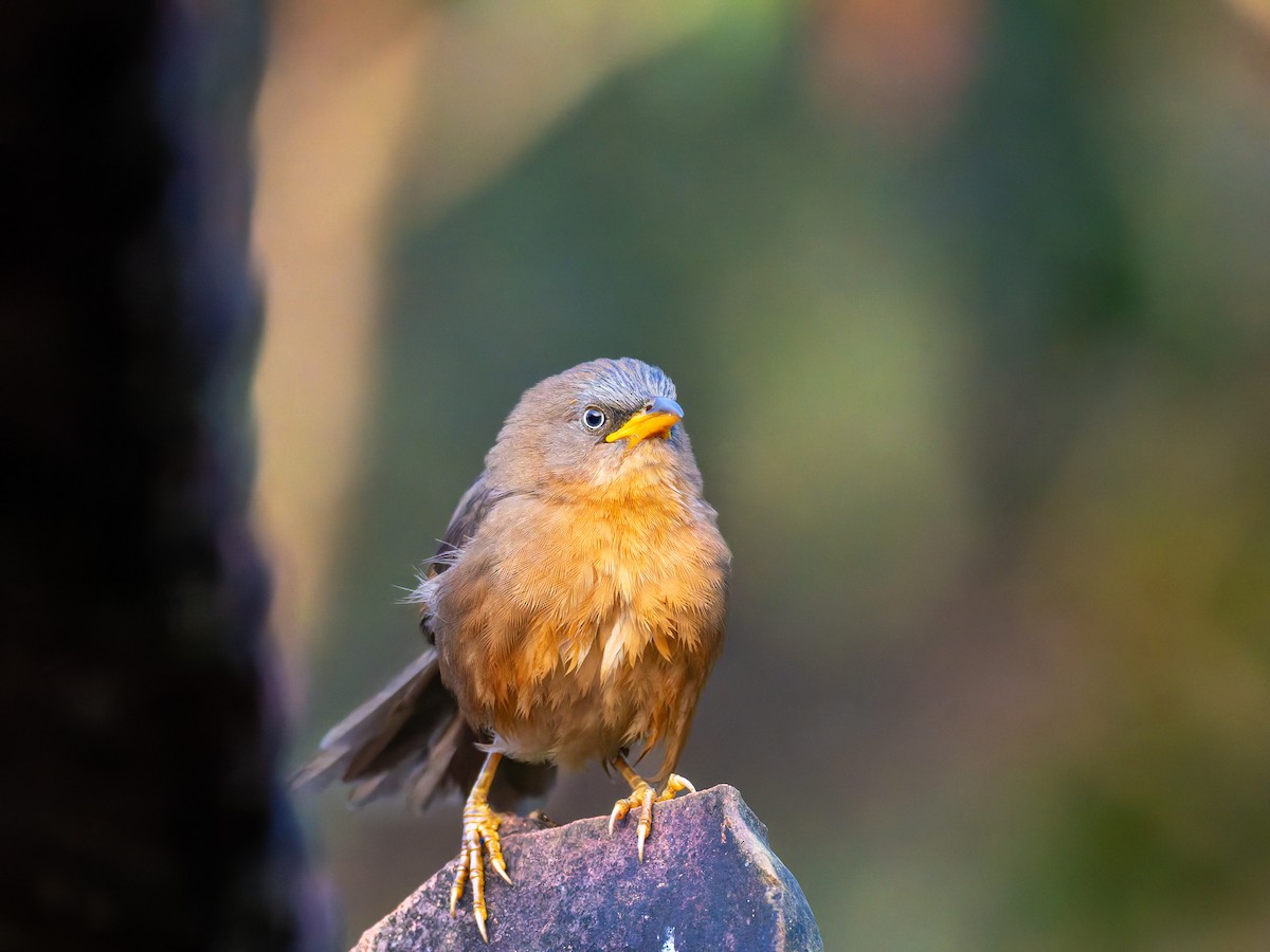 Rufous Babbler - ML646741549