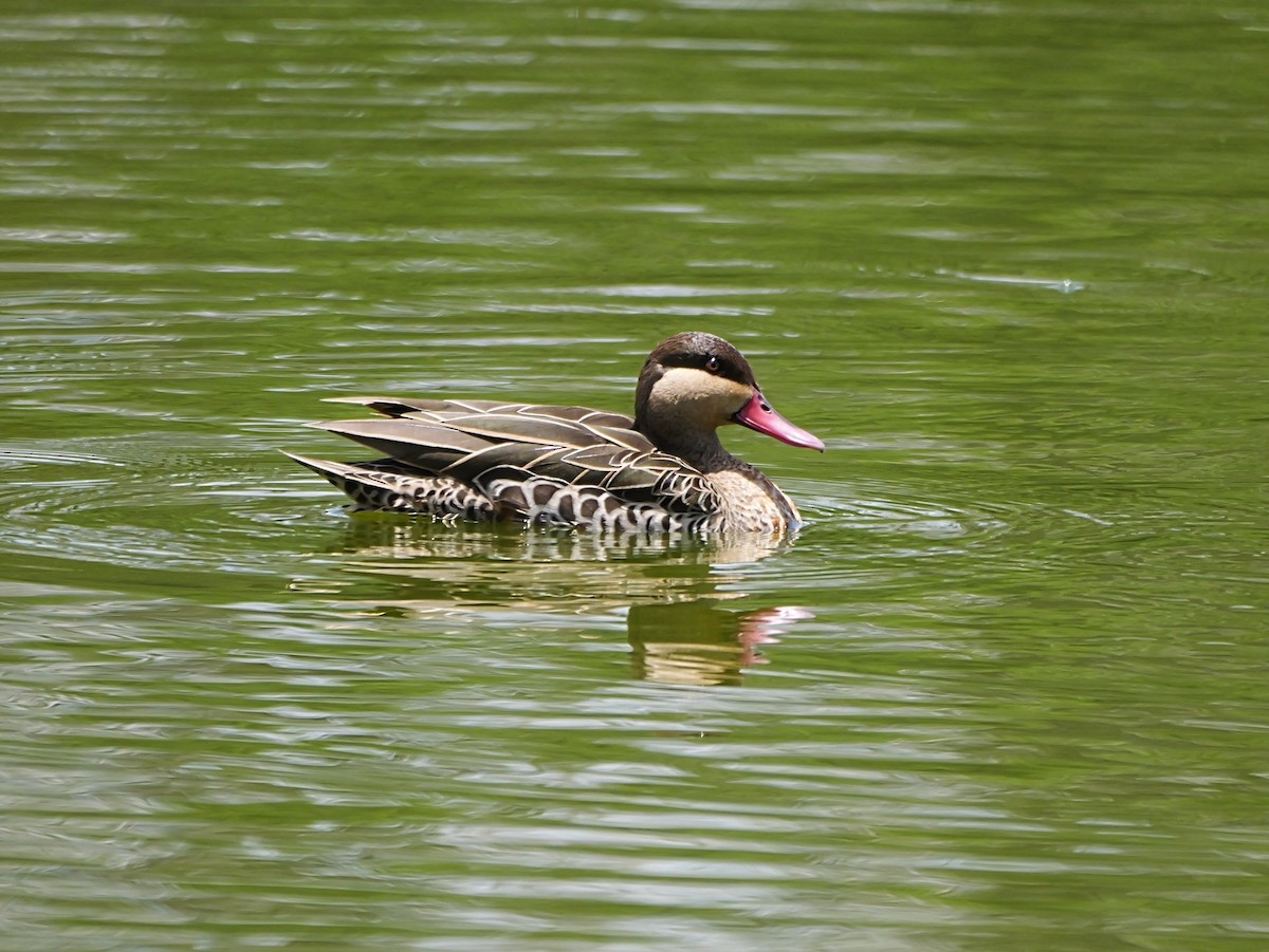 Red-billed Duck - ML646741550