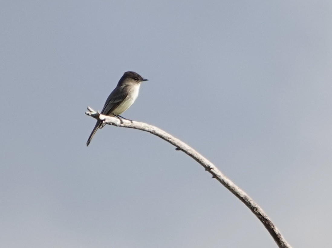 Eastern Phoebe - ML646741551