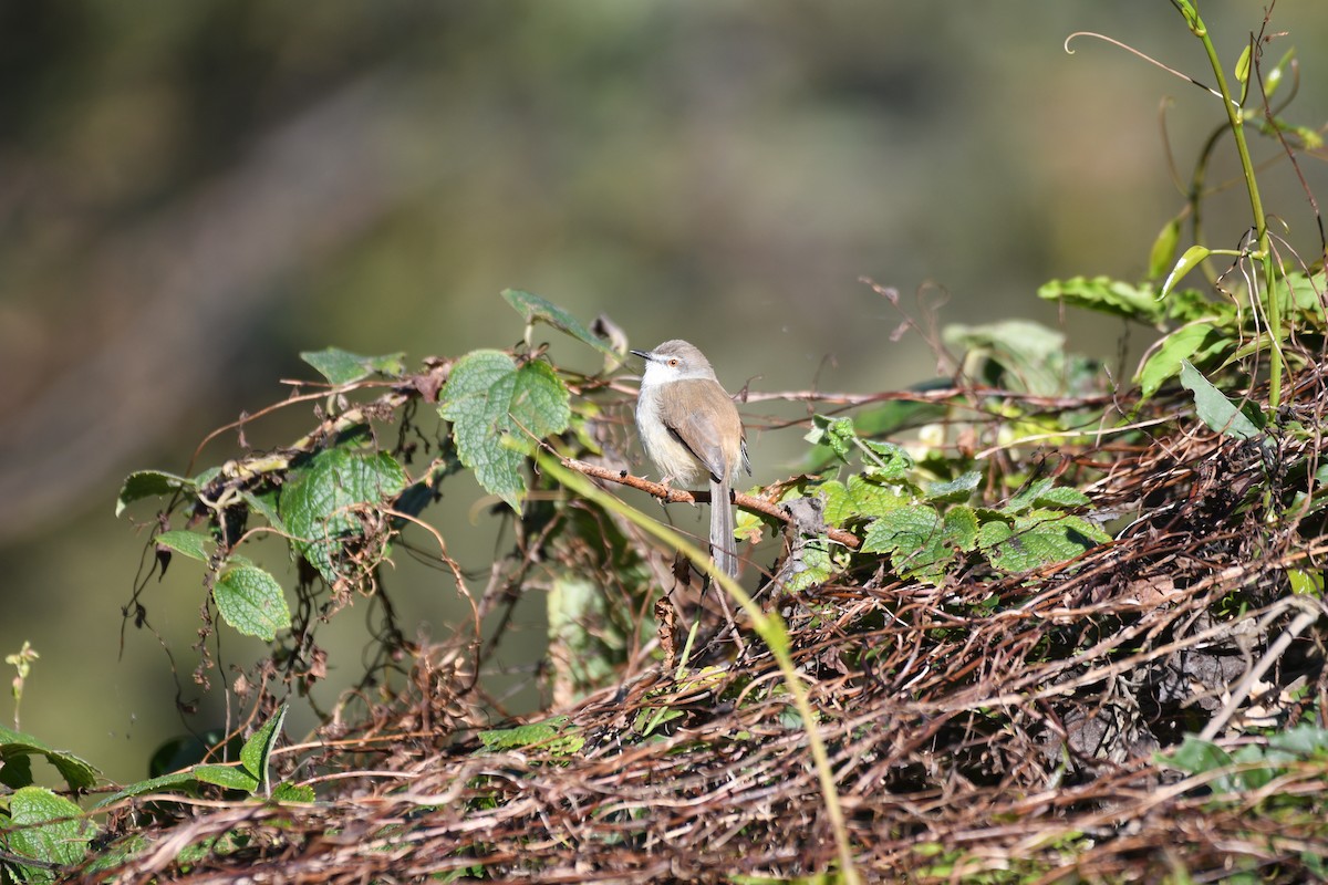 Gray-breasted Prinia - ML646741552