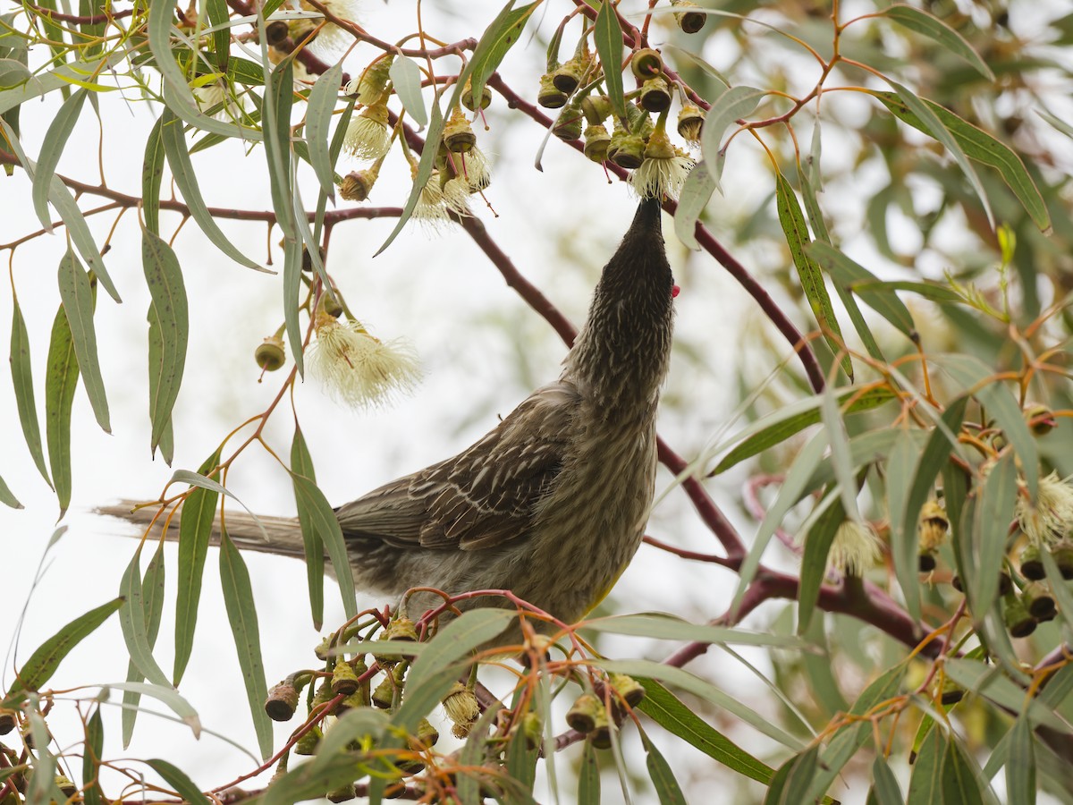 Медолюб-сережник середній - ML646741557