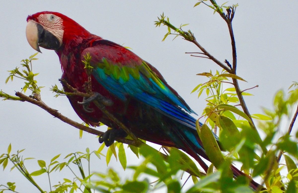 Red-and-green Macaw - ML646741561