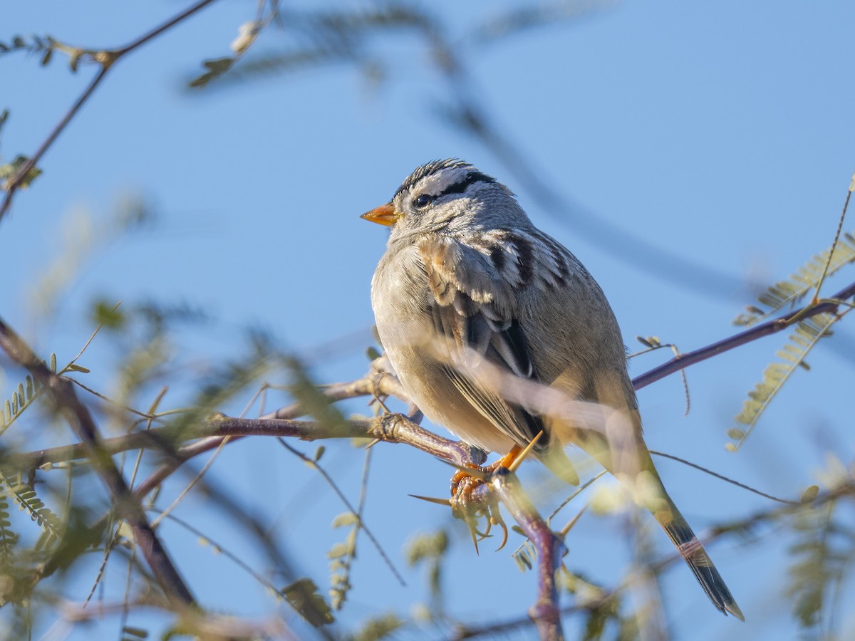 גיבתונית לבנת-כיפה - ML646741564