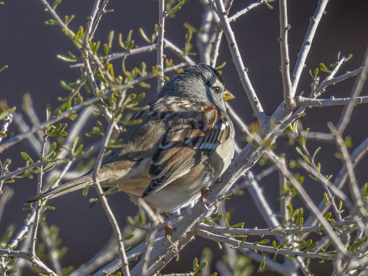 גיבתונית לבנת-כיפה - ML646741565
