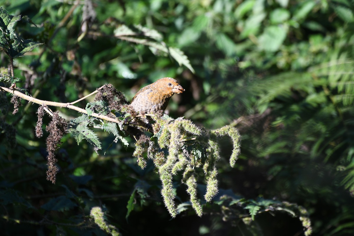 Camachuelo Escarlata - ML646741566