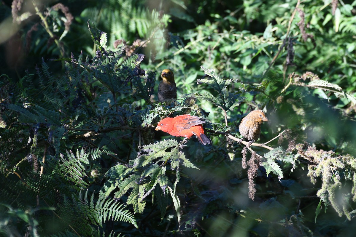 Camachuelo Escarlata - ML646741567