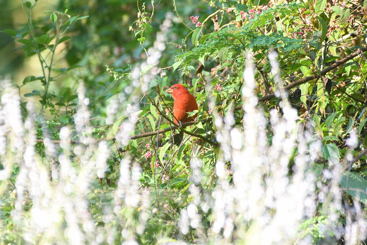 Camachuelo Escarlata - ML646741568