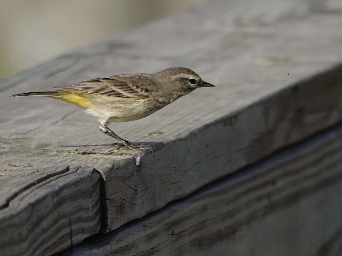 Palm Warbler - ML646741569