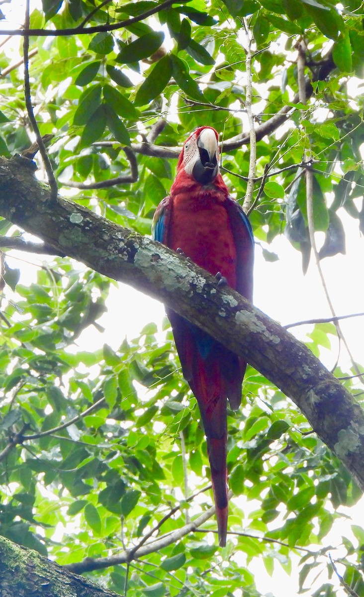 Red-and-green Macaw - ML646741571