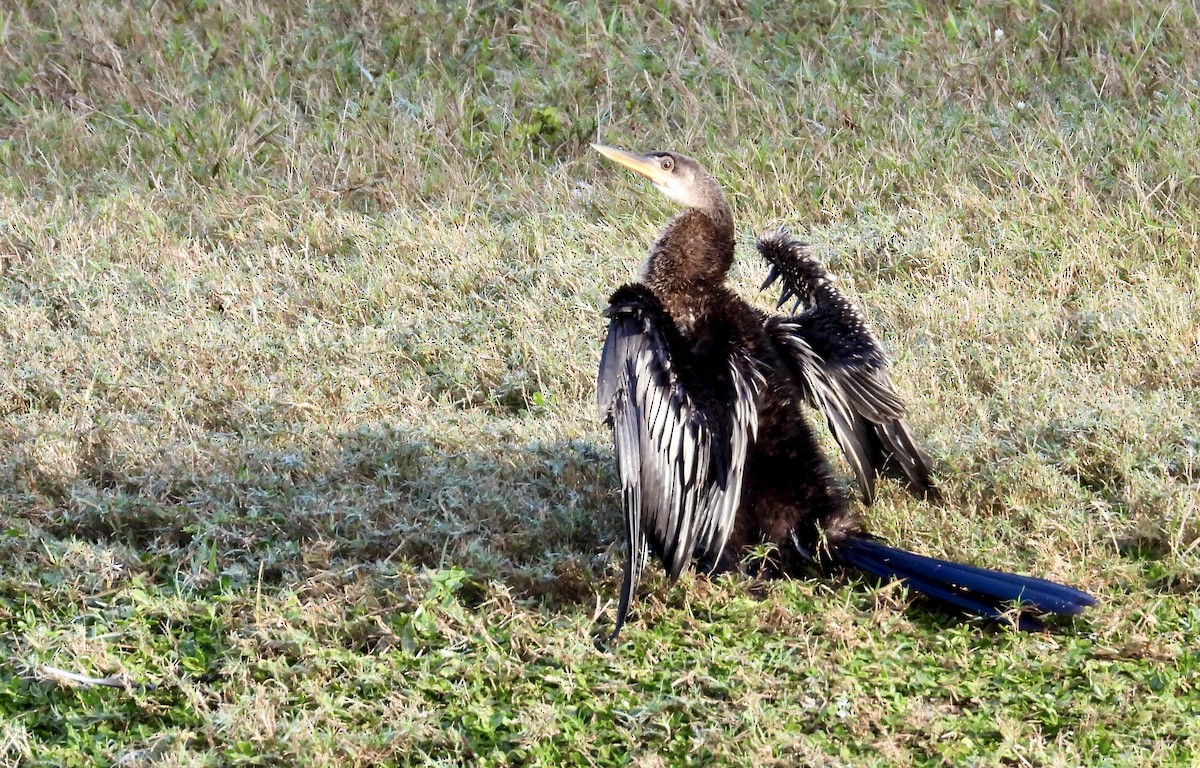Anhinga amerikarra - ML646741573