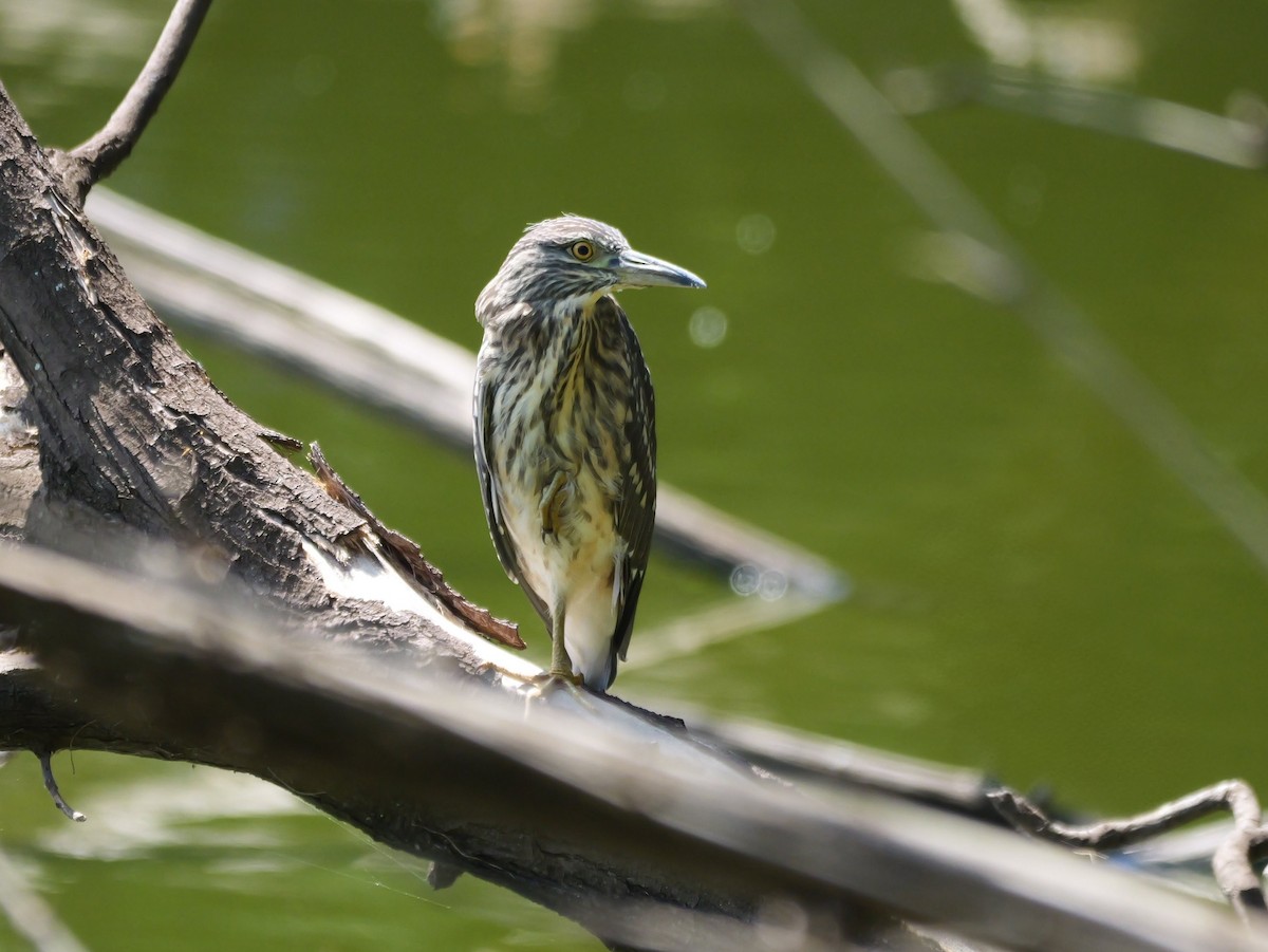 夜鷺 - ML646741574