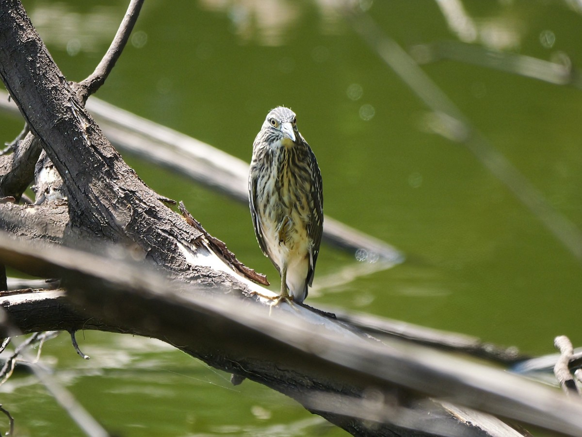 夜鷺 - ML646741575