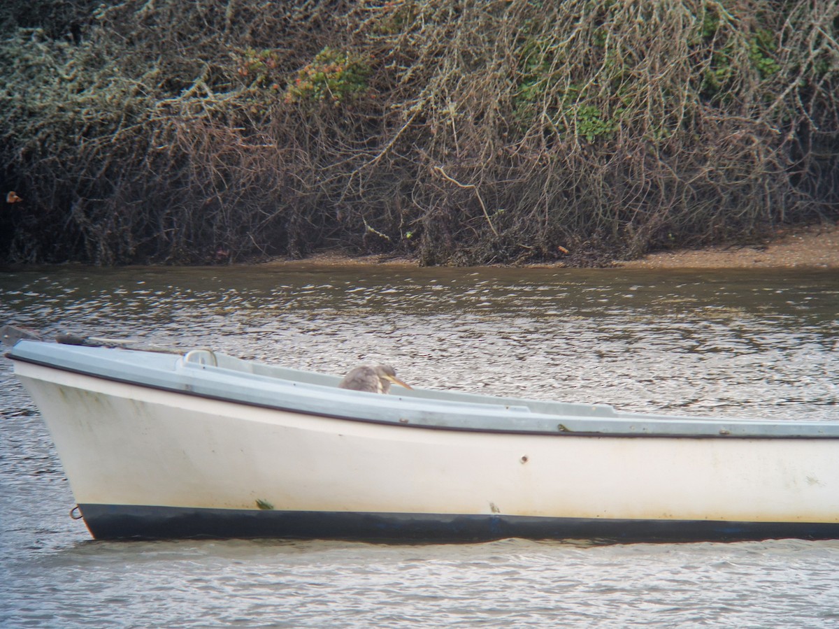 Gray Heron - ML646741576