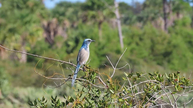 Florida Scrub-Jay - ML646741577