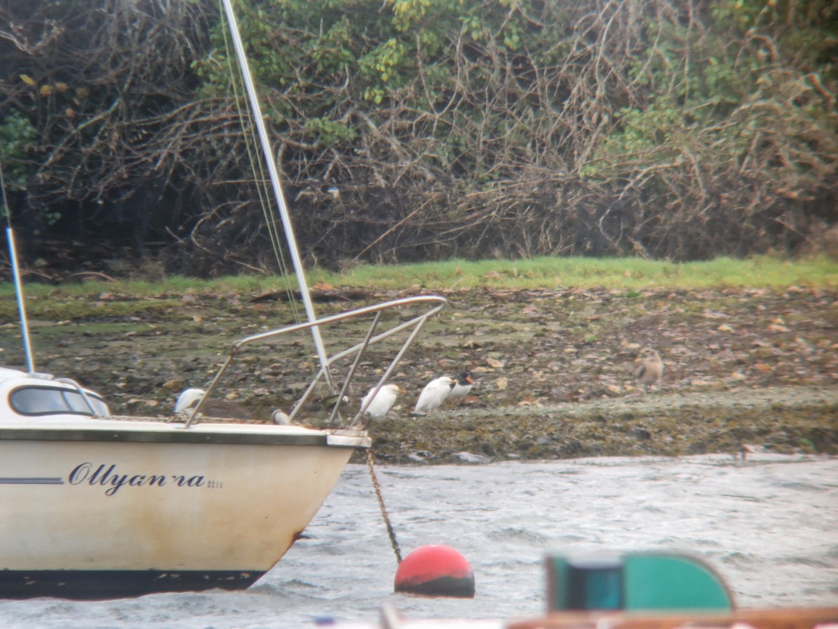Western Cattle-Egret - ML646741578