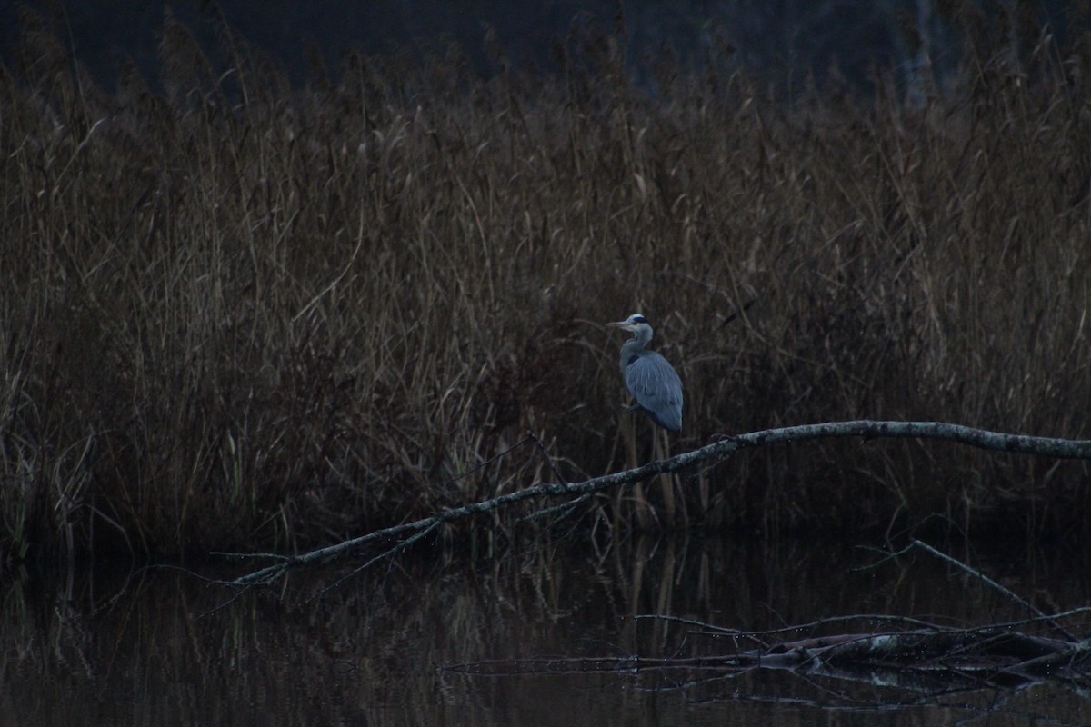 Gray Heron - ML646741582