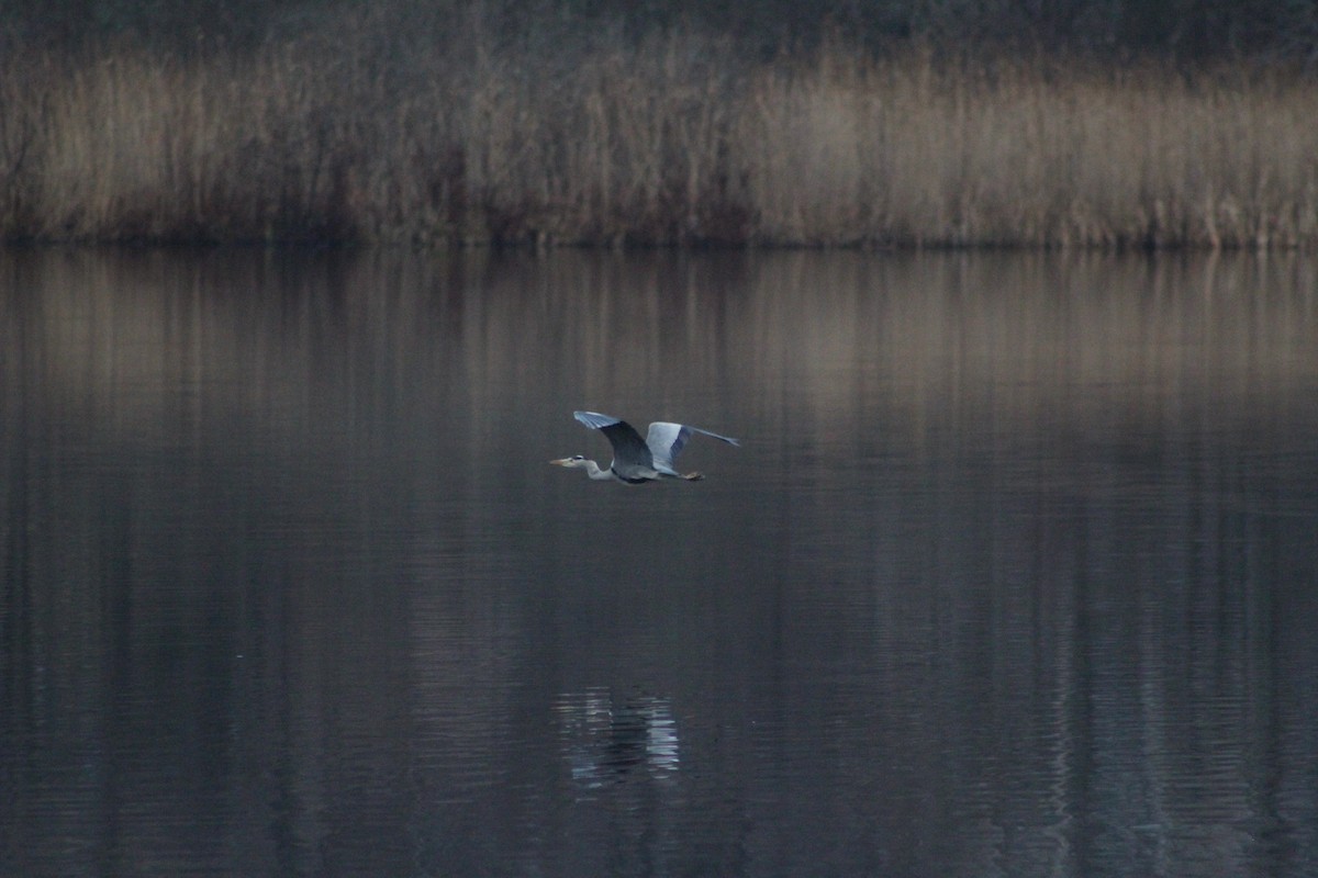 Gray Heron - ML646741583