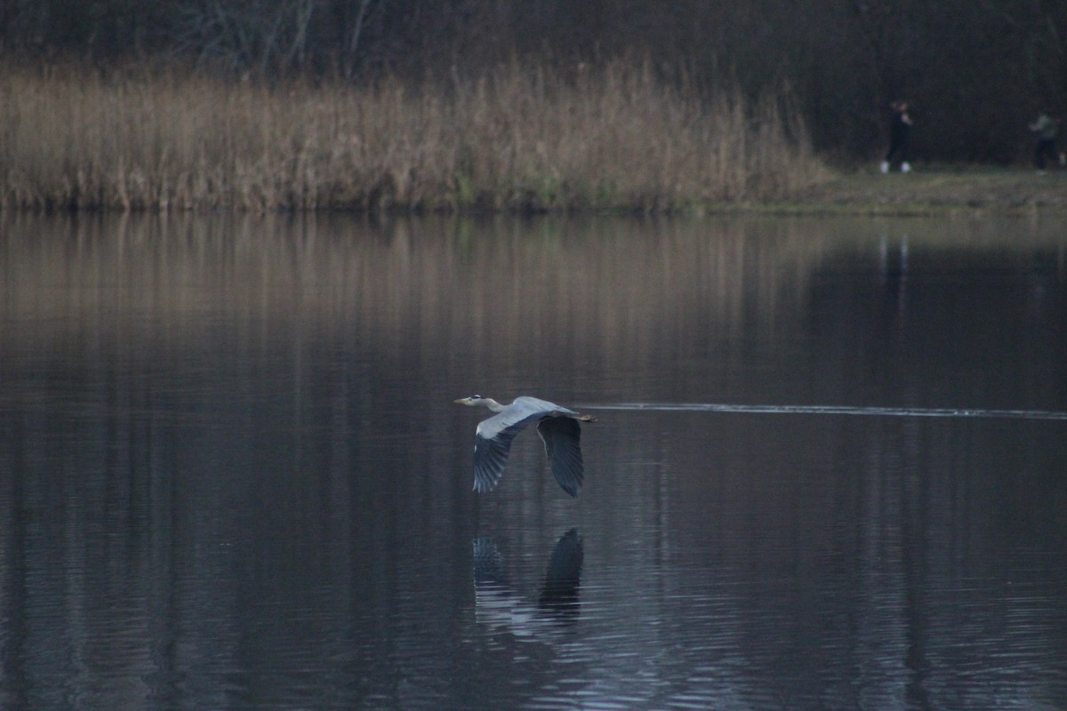 Gray Heron - ML646741584