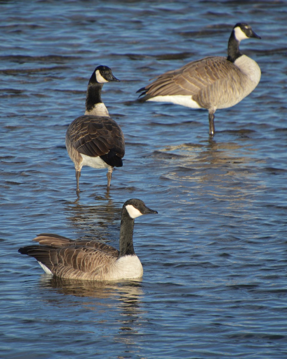 Branta kanadar handia - ML646741585