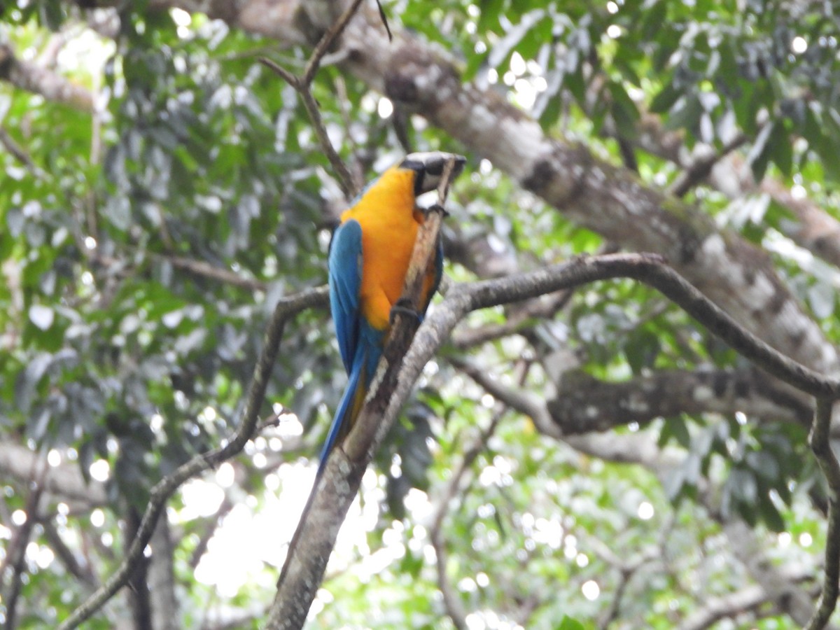 Blue-and-yellow Macaw - ML646741587