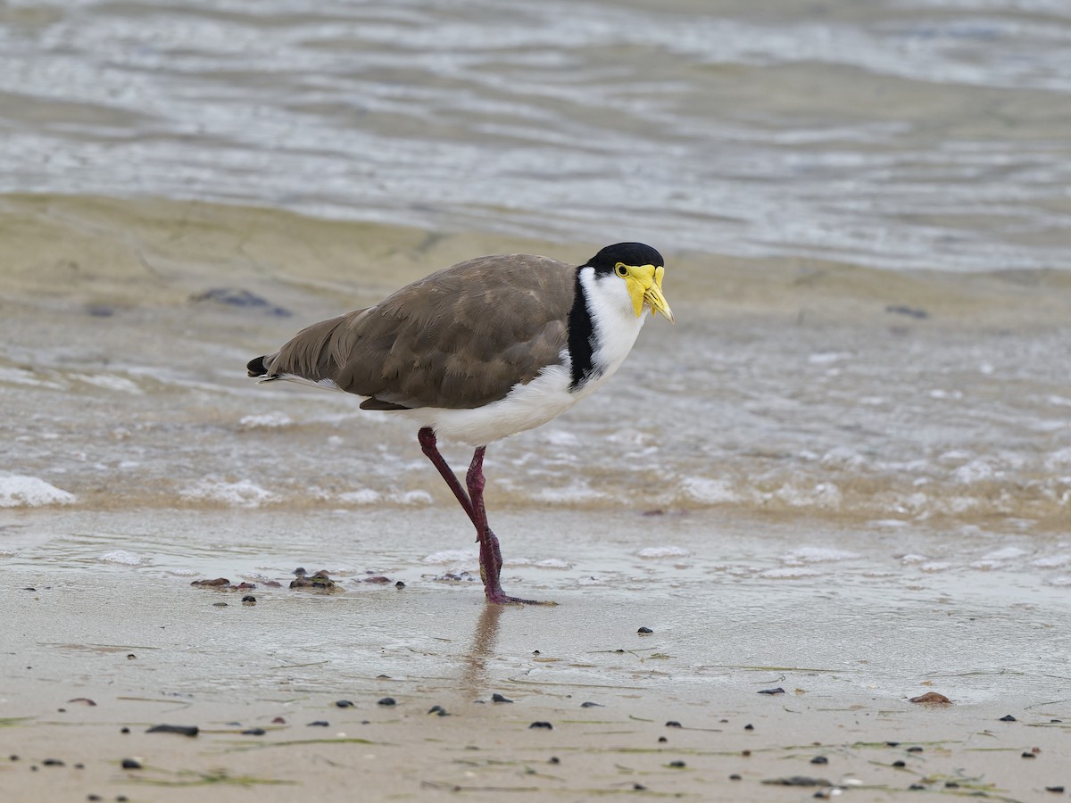 Чайка білошия (підвид novaehollandiae) - ML646741589