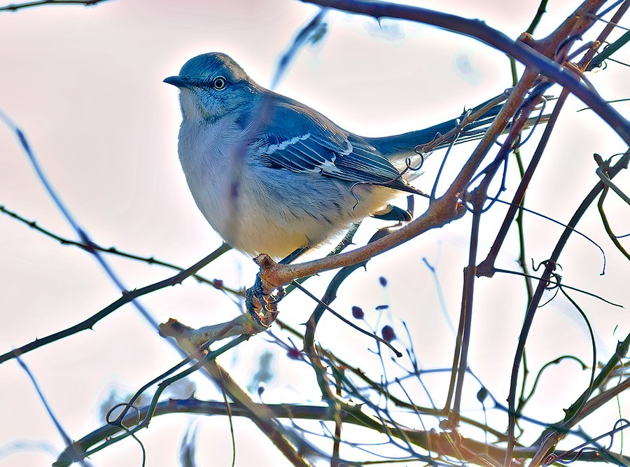 drozdec mnohohlasý - ML646741590