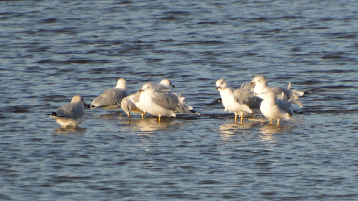 Delawareko kaioa - ML646741591