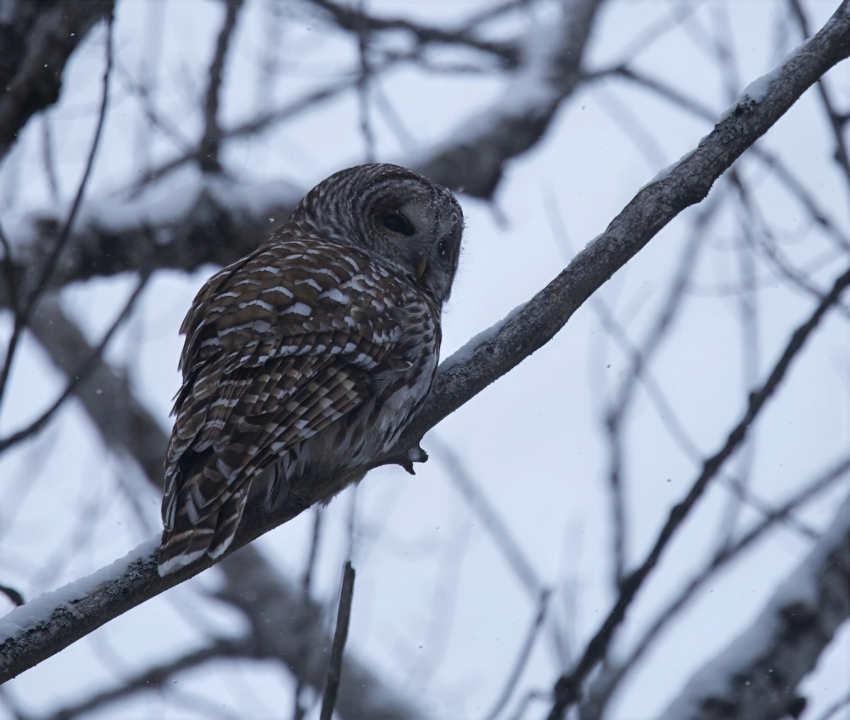 Barred Owl - ML646741592