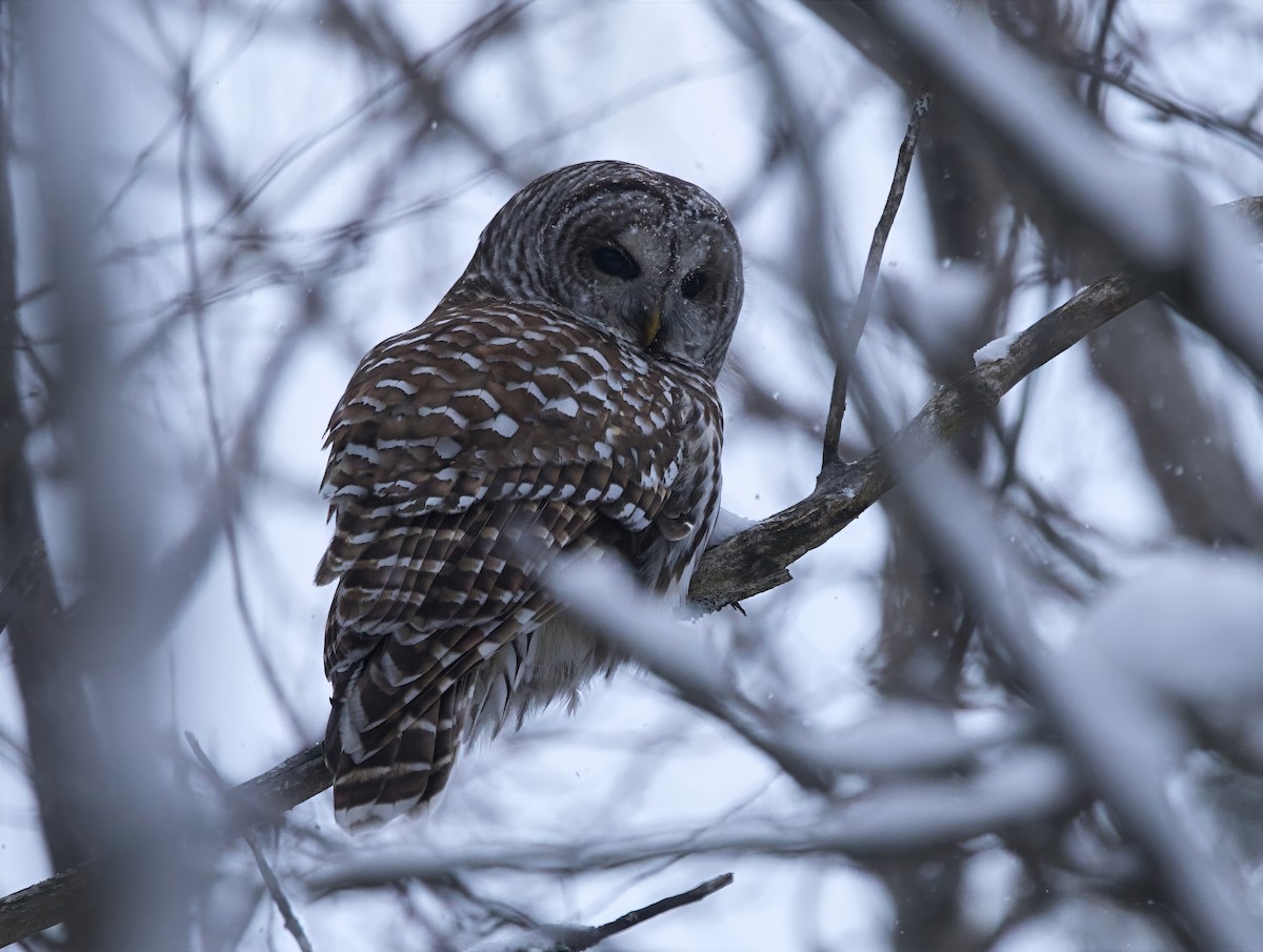 Barred Owl - ML646741593
