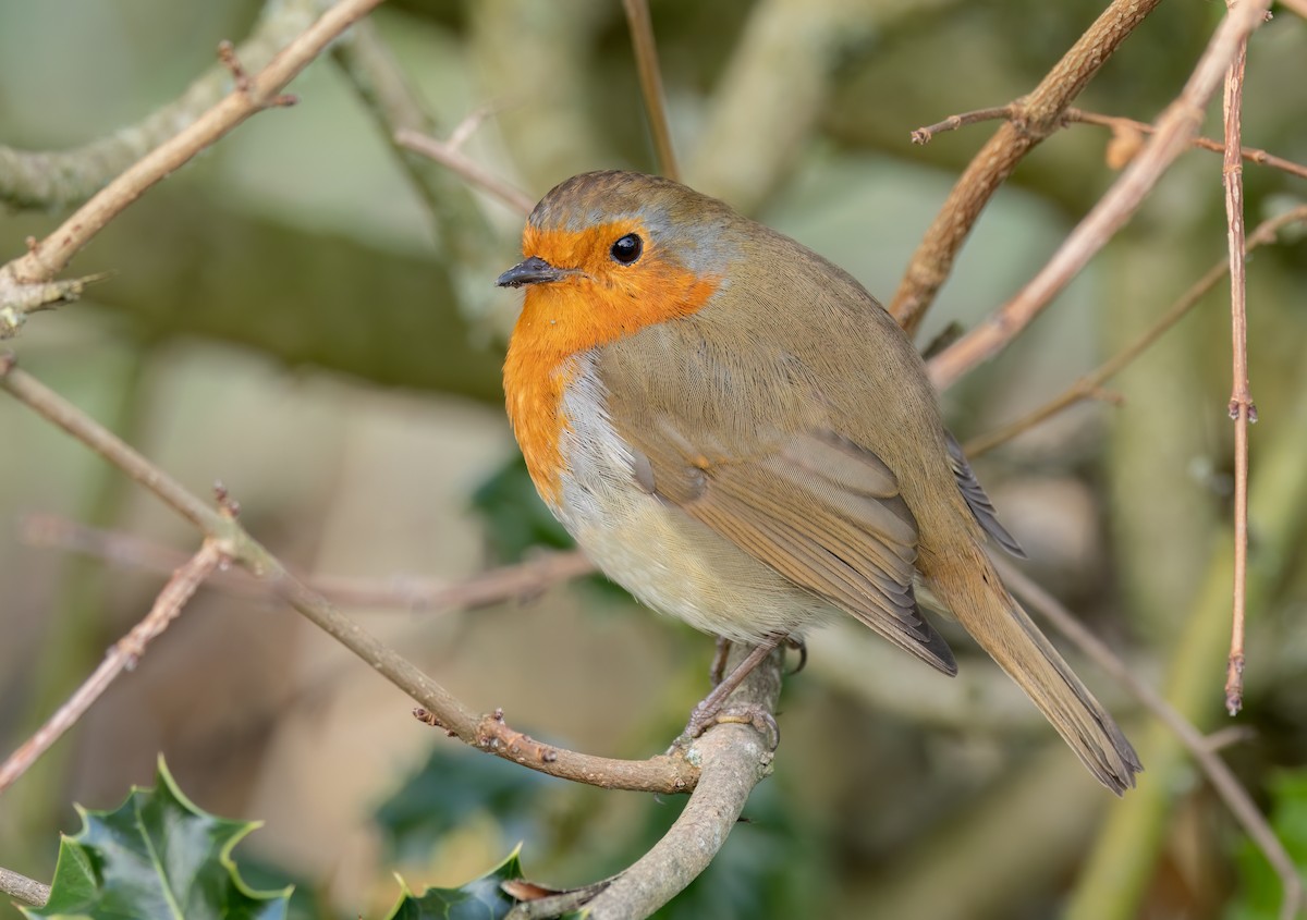 ヨーロッパコマドリ - ML646741594