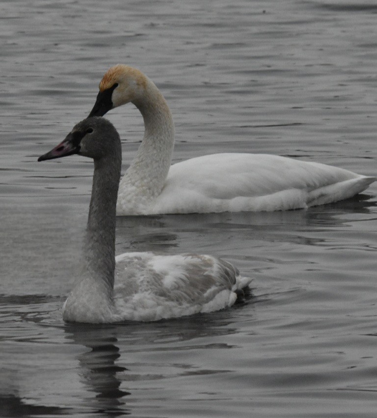 Animals - ML646741597