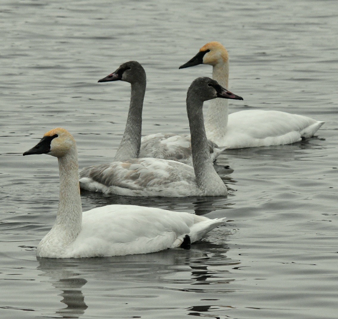 Animals - ML646741598