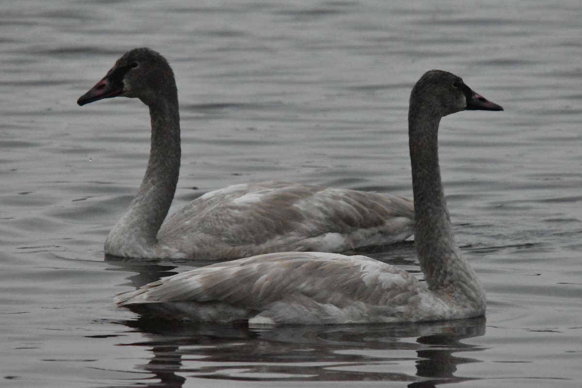 Animals - ML646741599