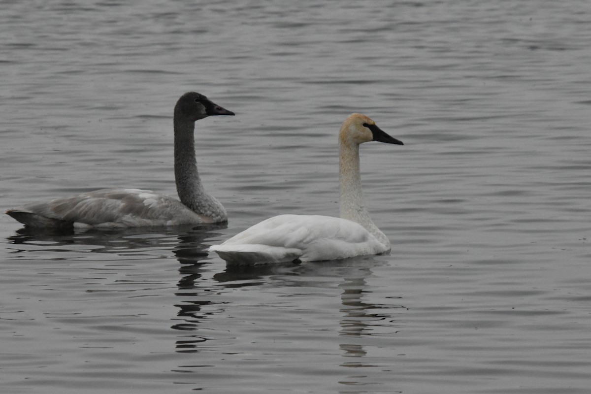 Animals - ML646741600