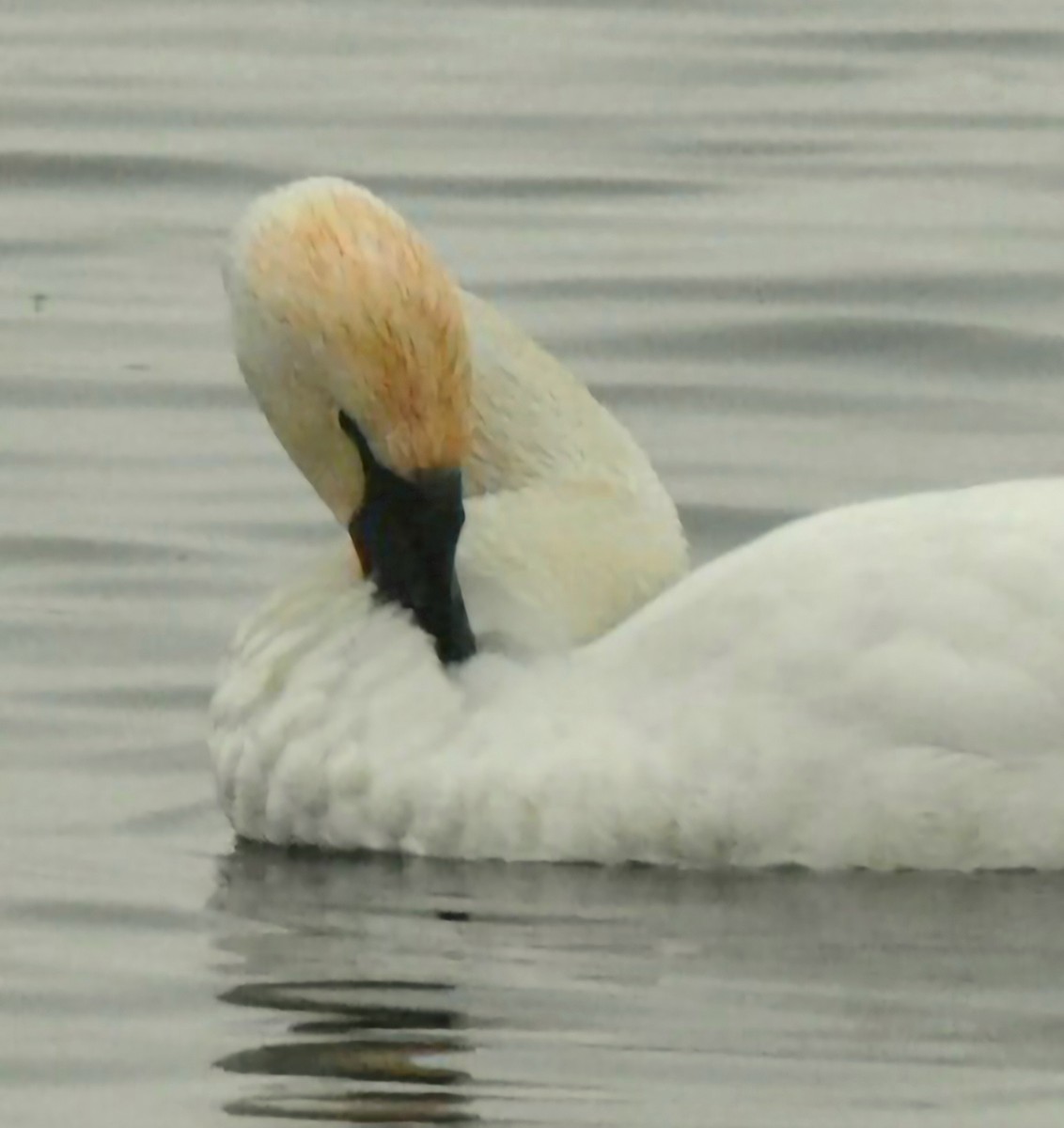 Animals - ML646741601