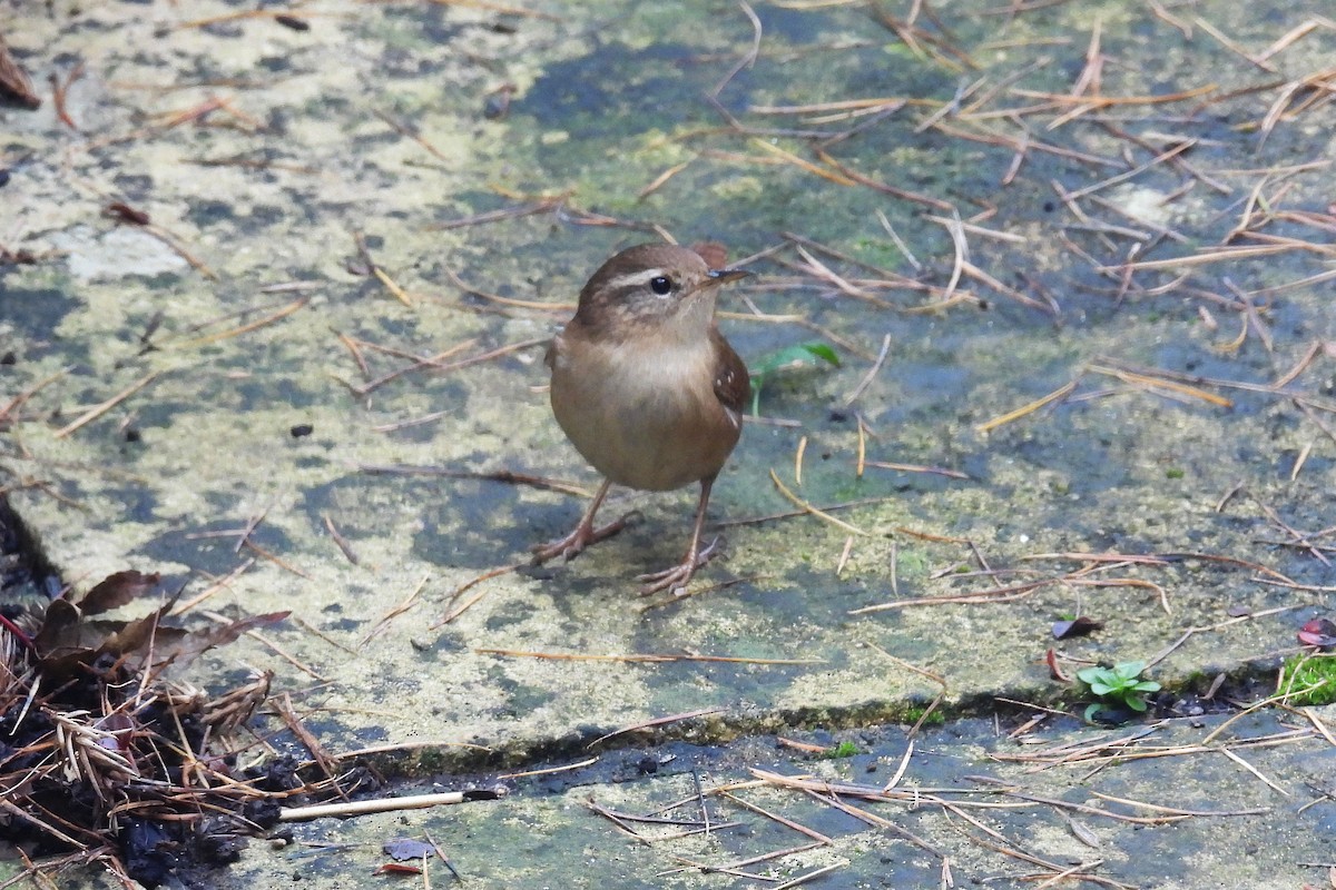 鷦鷯 - ML646741608