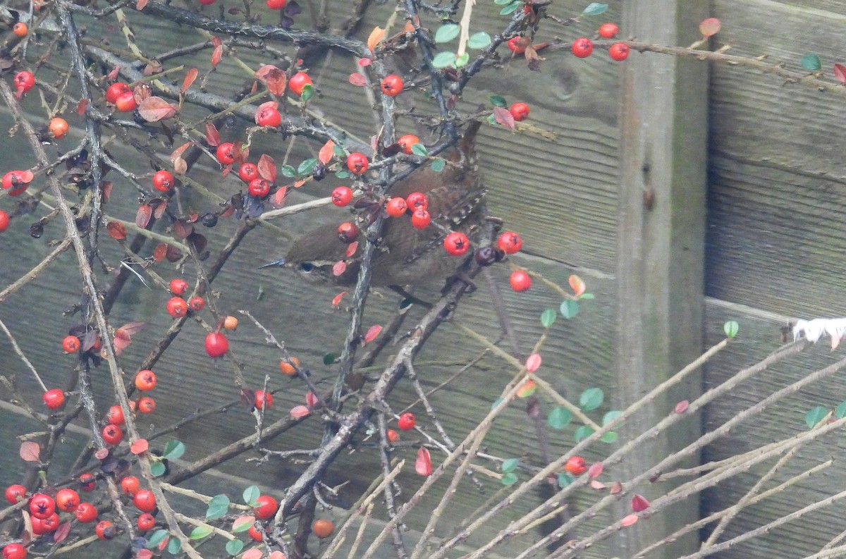 鷦鷯 - ML646741609