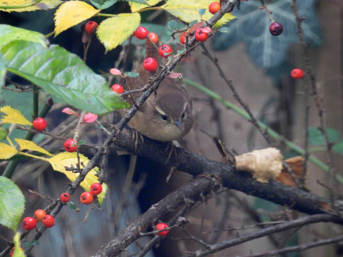 鷦鷯 - ML646741610