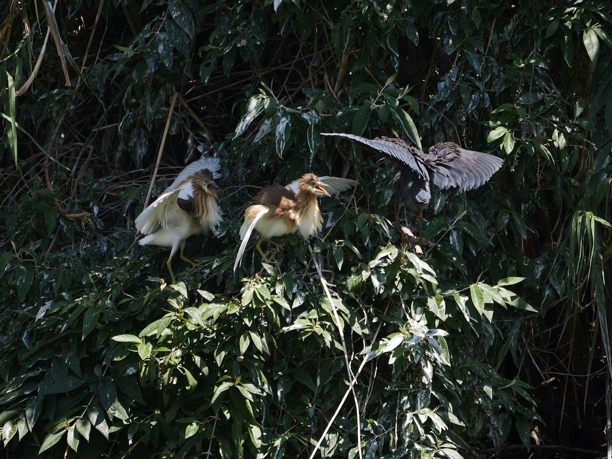 Squacco Heron - ML646741619