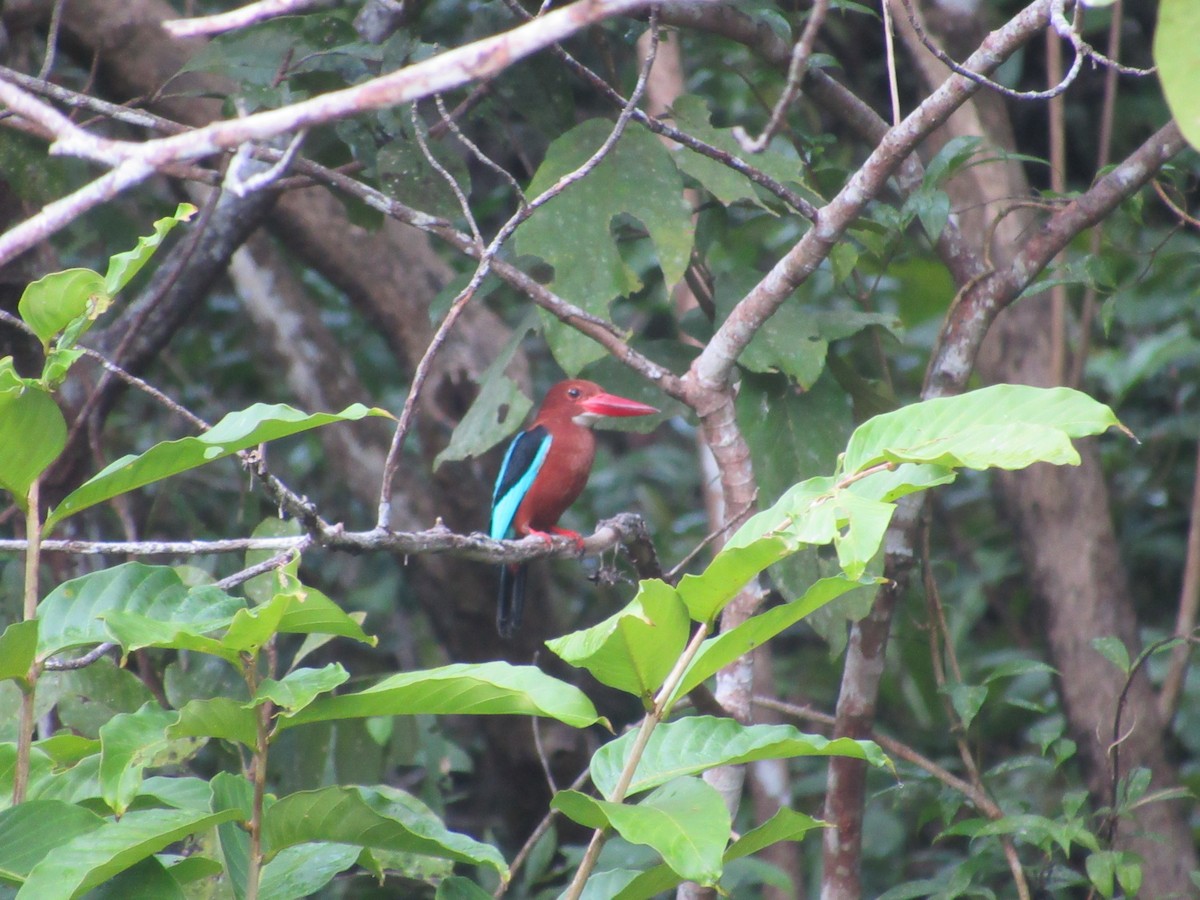 Brown-breasted Kingfisher - ML646741621