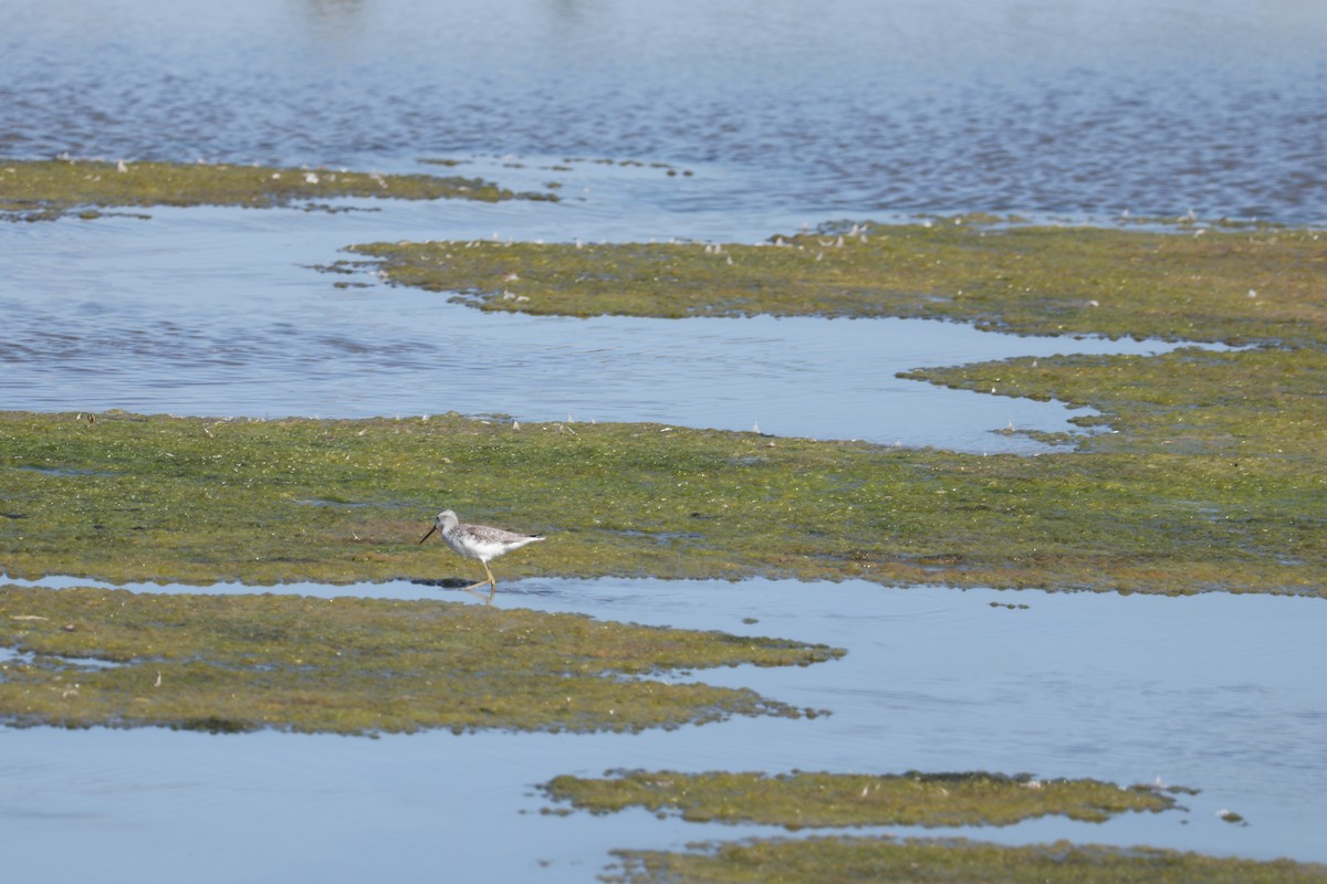 Marsh Sandpiper - ML646741622
