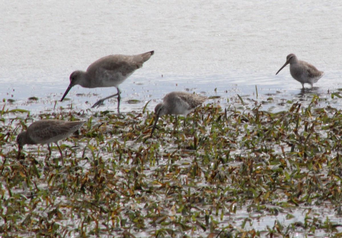 Short-billed Dowitcher - ML646741624