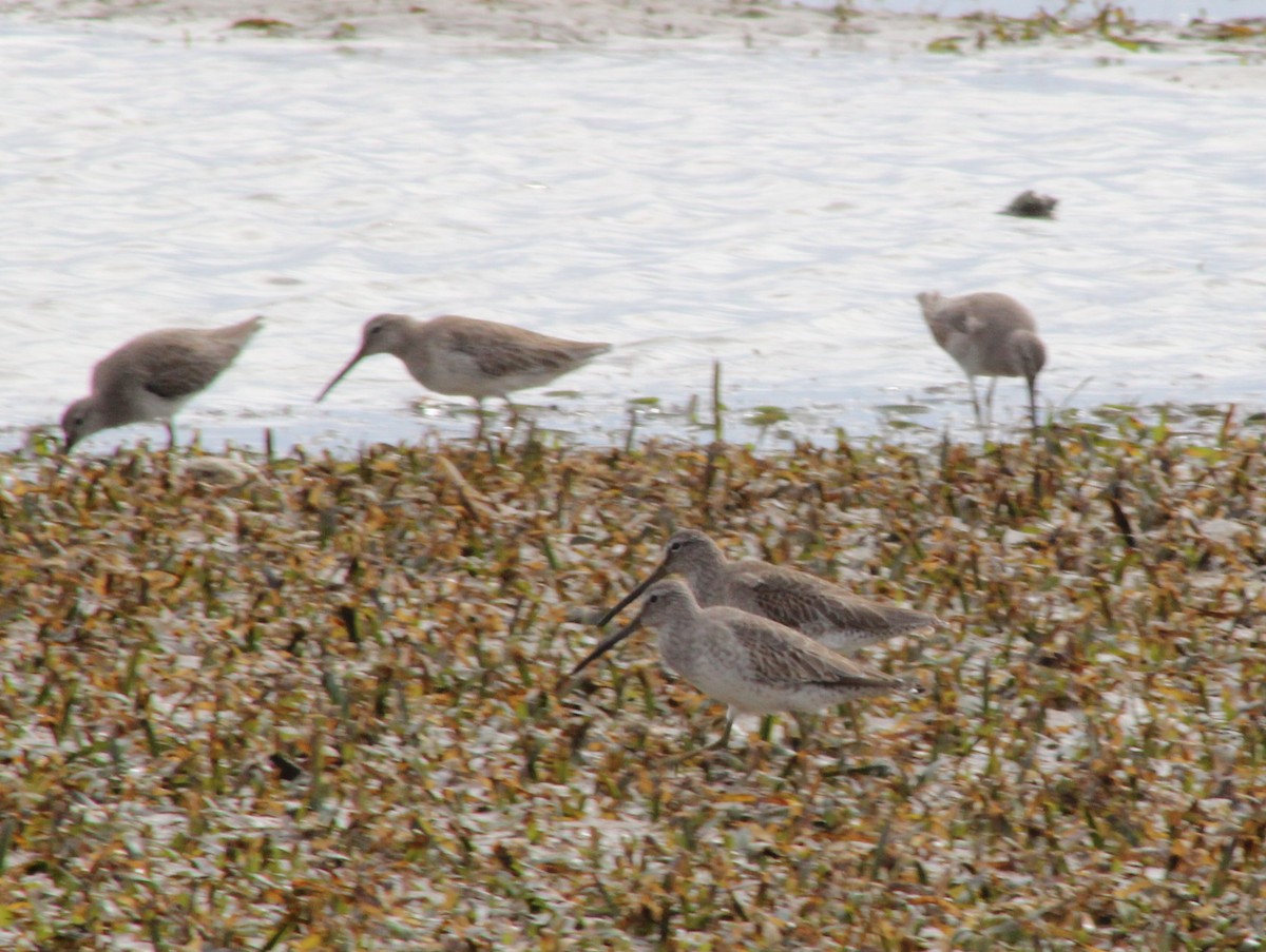 Short-billed Dowitcher - ML646741625