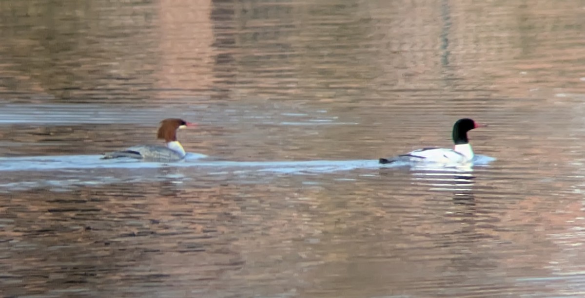 Большой крохаль (americanus) - ML646741635