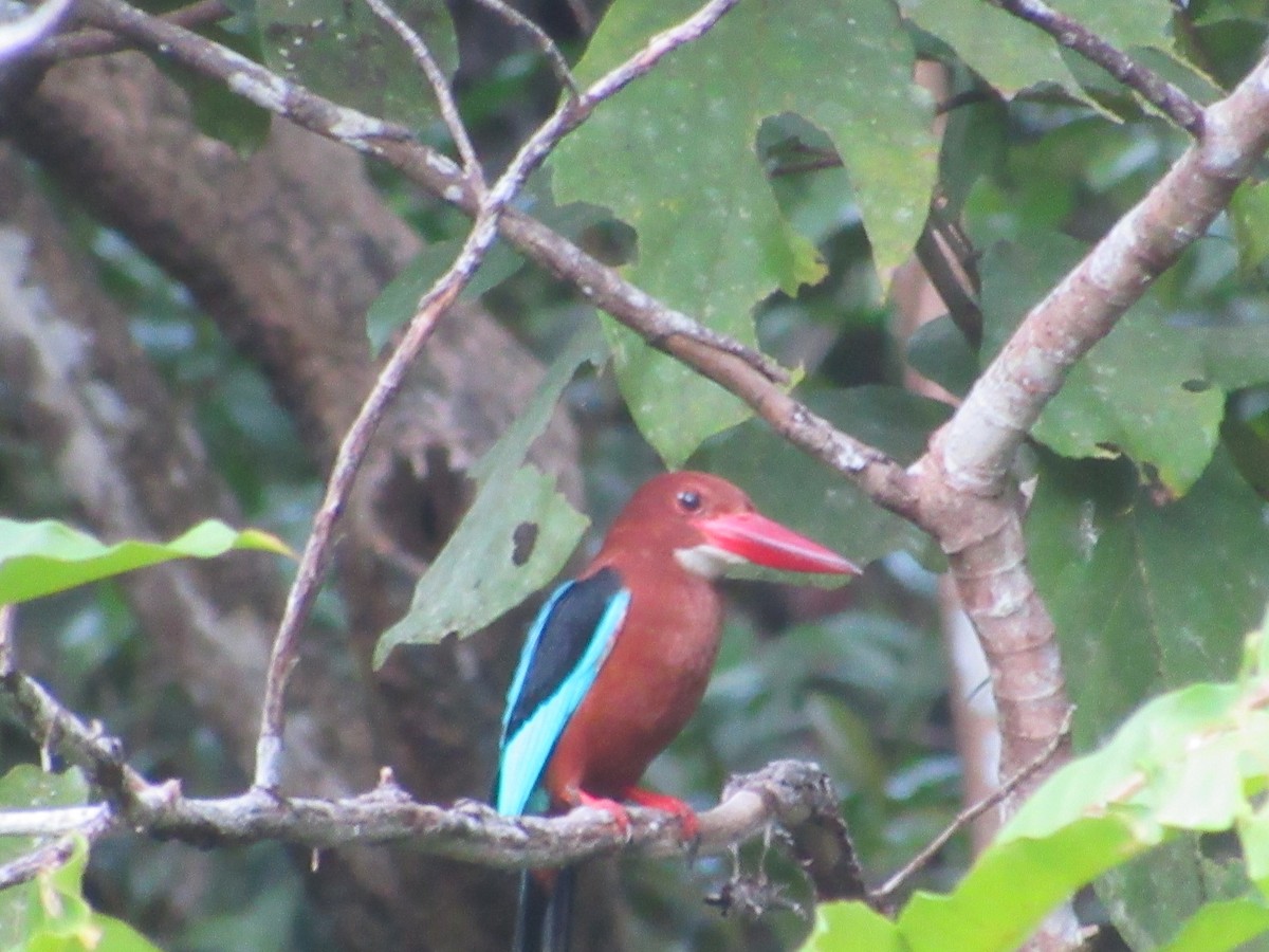 Brown-breasted Kingfisher - ML646741638