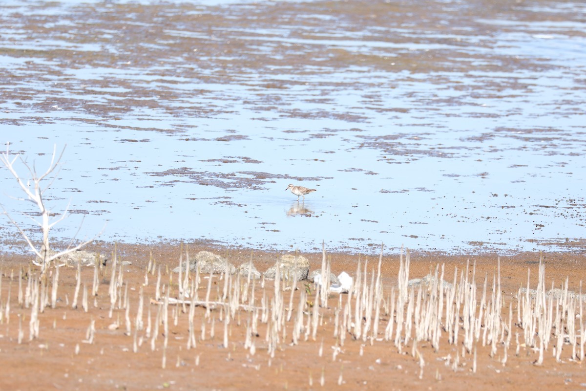 Long-toed Stint - ML646741643