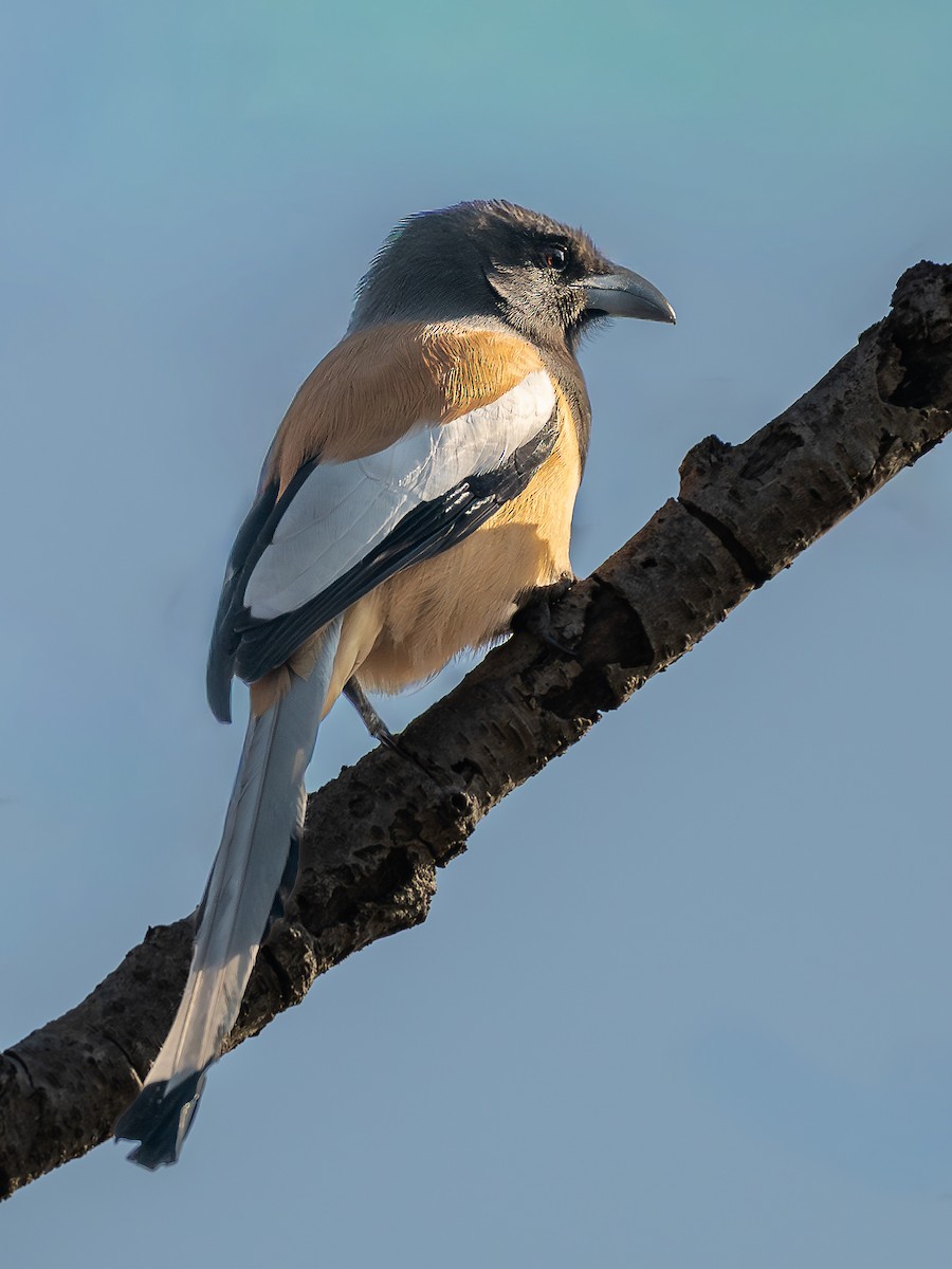 Rufous Treepie - ML646741645