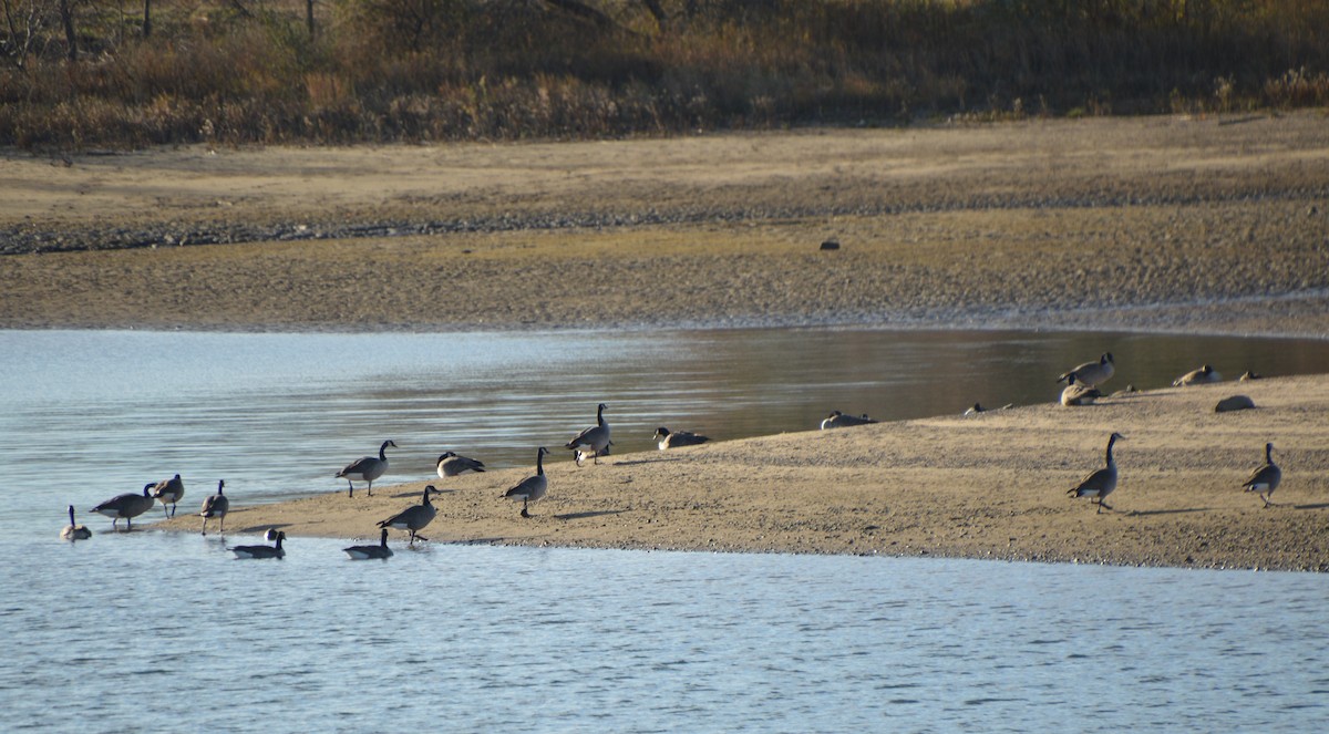 Canada Goose - ML646741646