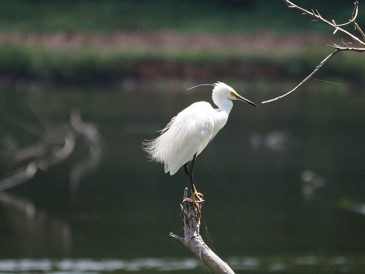 Little Egret (Dimorphic) - ML646741647